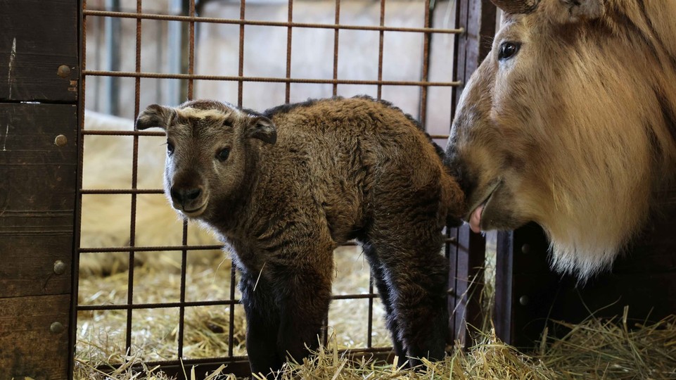 FOTO: V zoologickej záhrade sa narodilo krásne mláďatko vzácneho takina zlatého