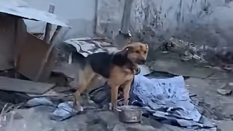 VIDEO: Muž týral psa, uviazanému zvieraťu nedával jesť ani piť