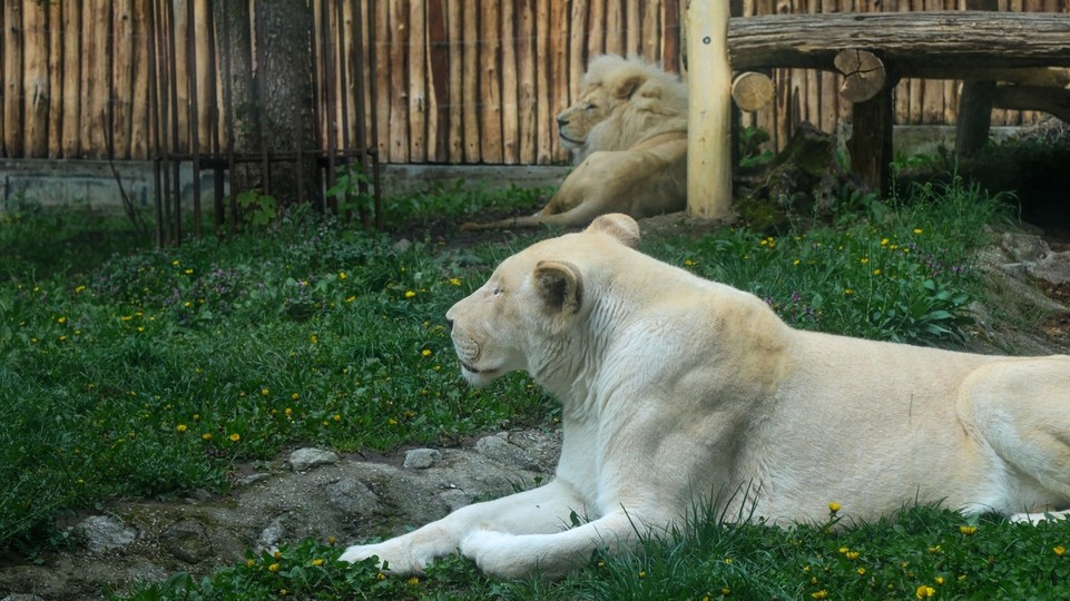 V zoologickej záhrade spojili leví pár, môžete ho už vidieť v spoločnom výbehu