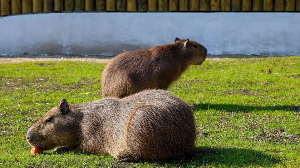 Zoo Bratislava otvára sezónu. Hlavným ťahákom budú kapybary
