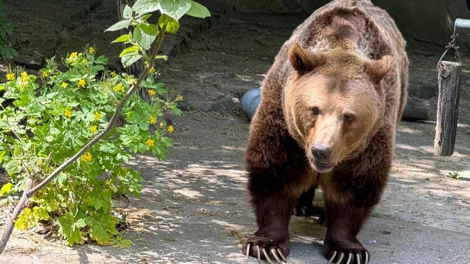 Smutná správa zo ZOO Bratislava: Zomrel legendárny medveď Felix