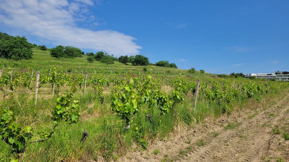 Rača pripravuje návrh na mimoriadne dotácie pre vinohradníkov