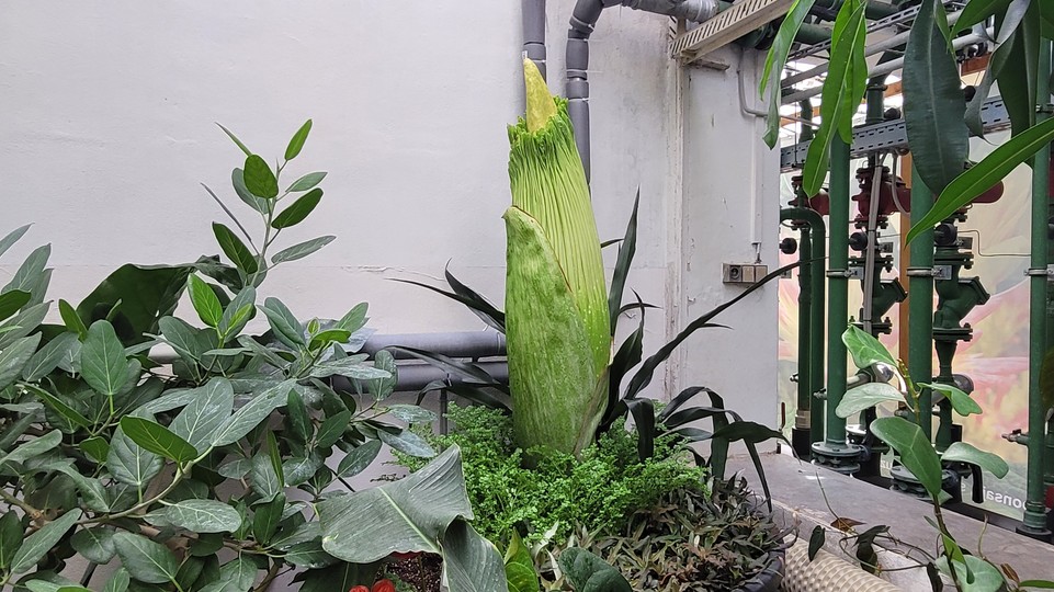 Veľká chvíľa sa blíži: V Botanickej záhrade vykvitne vzácny zmijovec, už mu merajú teplotu