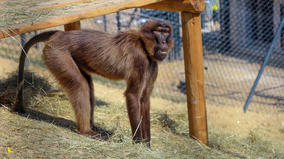 V zoo privítali prvých šesť jedincov paviána dželada, pricestovali z Jersey