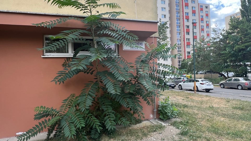 Petržalku trápi nová hrozba: Invázny a jedovatý pajaseň žliazkatý sa šíri ako mor