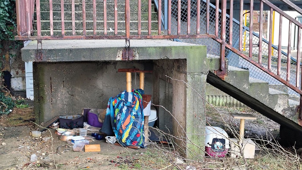 Problém Bratislavy v zime: Ľudia chcú kŕmiť vtáky či mačky, pribúdajú však potkany