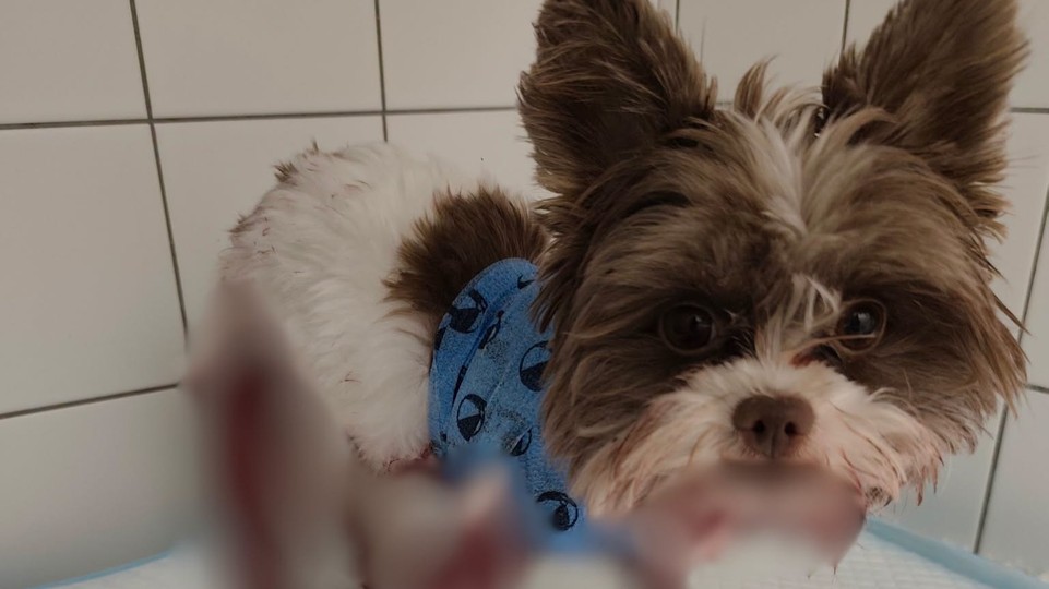 V Rači niekto postrelil malého psíka, polícia žiada verejnosť o pomoc