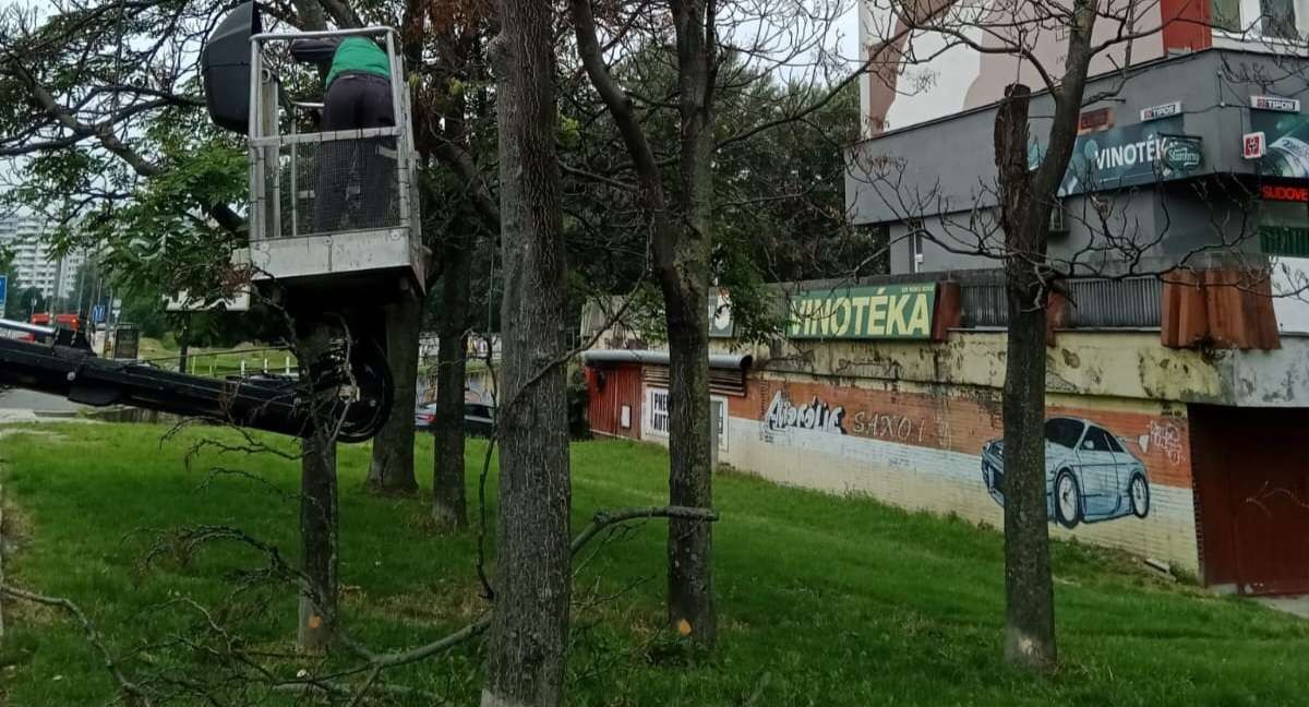 Nie dotykaj drzew z pomarańczowym znakiem w Petržalce.  Są ich setki, wypełniają je herbicydem |  Aktualności